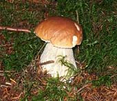 Suomalaisia sieniä